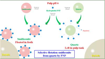 Flotation of Smithsonite From Quartz Using Pyrophyllite Nanoparticles as the Natural Non-toxic Collector